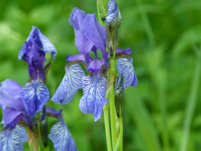 Iris sibirica Art Boga.JPG
