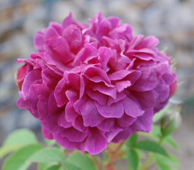 Centifolia_a_fleurs_double_violet_0010__HG_24547.jpg