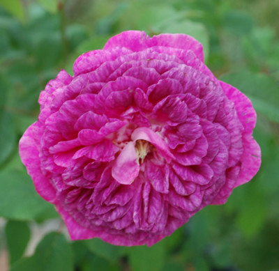 Ruths_German_Rose_0010__24644.jpg