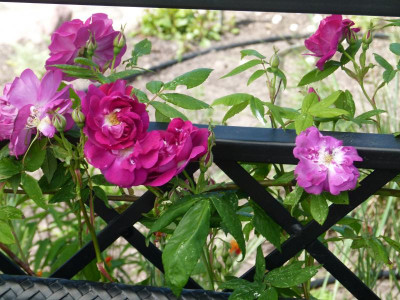 Rosa inermis Morlettii Boga.JPG