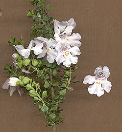 prostanthera_schwebend.jpg
