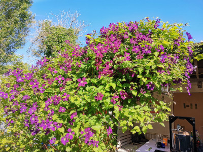 Clematis blüte.jpeg