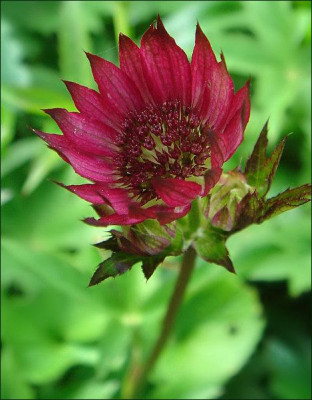 Astrantia_Abbey_Road.jpg