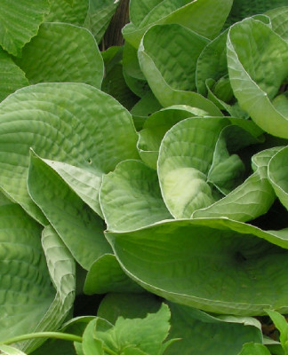 Hosta_Goldloffel_006.jpg