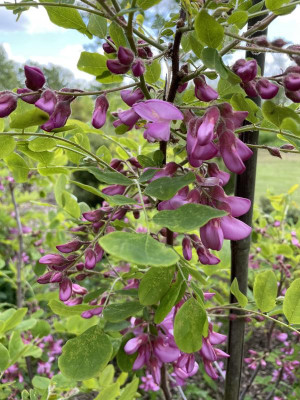 Robinia hispida 2023.jpg