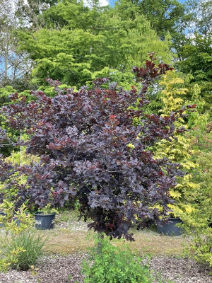 Quercus robur Atropurpurea Arcadie Gasselte 2023.jpg