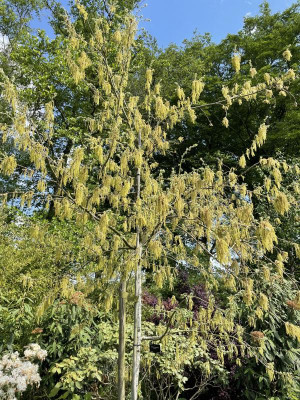 Quercus pyrenaica Pendula Arcadie Gasselte 2023.jpg