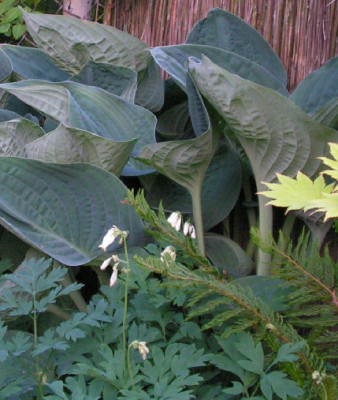 Hosta_Silberpokal_019.jpg