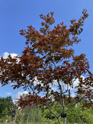 Quercus texana Arcadie Gasselte 2023.jpg