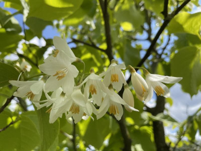Styrax obassia bloei 2 2023.jpg