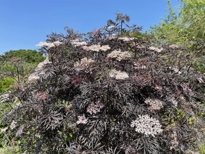 Sambucus nigra Black Lace Juni 2023.jpg