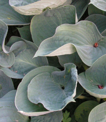 Hosta_Silberpokal_021.jpg