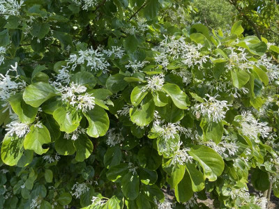 Chionanthus retusus Juni 2023.jpg