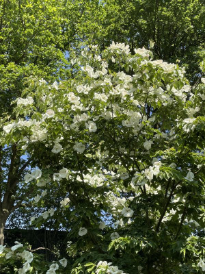 Cornus Venus Juni 2023.jpg