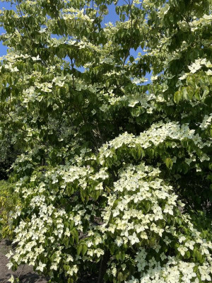 Cornus kousa Kreuzdame Juni 2023.jpg