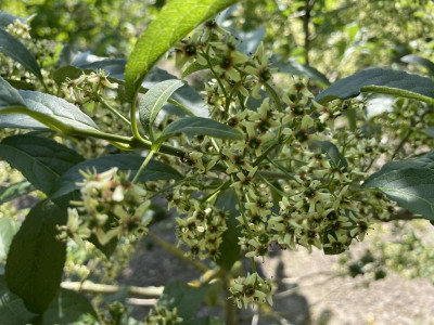 Euonymus hamiltonianus Juni 2023.jpg