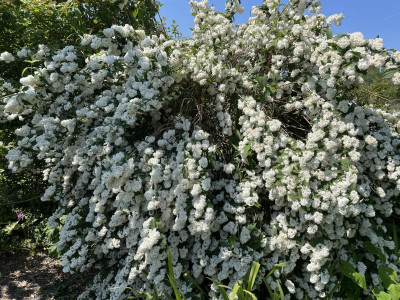 Deutzia magnifica Nancy Juni 2023.jpg