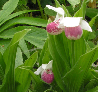 Cypripedium_Ulla_Silkens_005.jpg