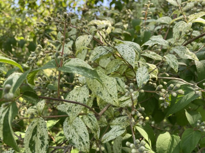 Philadelphus   2023.jpg