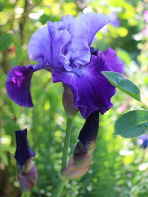 8518 Iris blaulilavRdJ2 Kopie.jpg