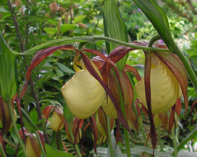 Cypripedium_kentuckiense_012.jpg