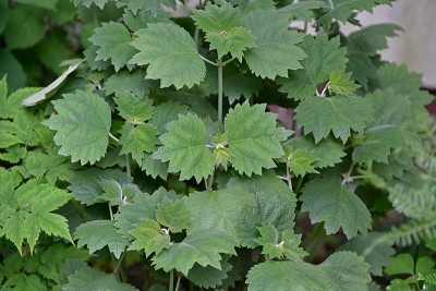B-platanifolia-Jun0523_039_00001.jpg