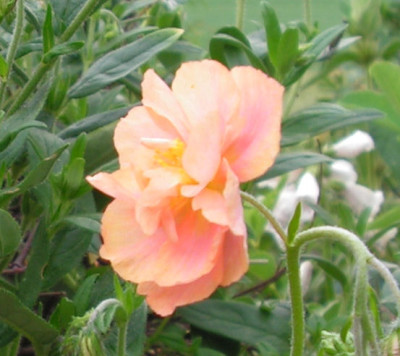 Helianthemum_Regenbogen_039.jpg