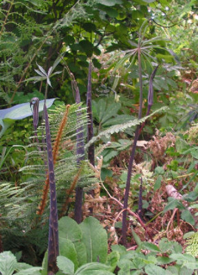 Arisaema_ciliata_008.jpg