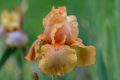 Mandarin # BH.jpg