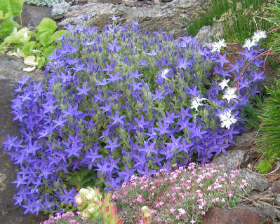 Campanula_fenestrellata_054.jpg