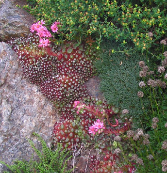 Sempervivum_arachnoideum_053.jpg
