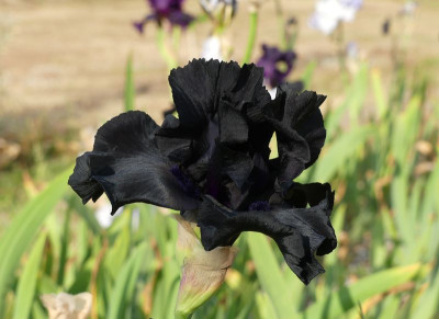 2023-06-05 Iris 'Black Suited'.jpg