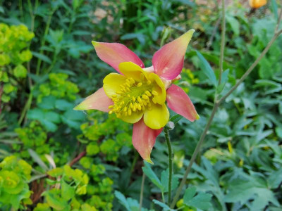 Aquilegia x canadensis.jpg