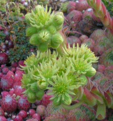 Sempervivum_ciliosum_029.jpg