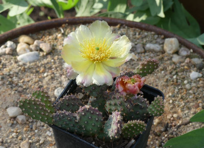 2023-06-05 Kakteen Opuntia fragilis 'Freiburg'.jpg