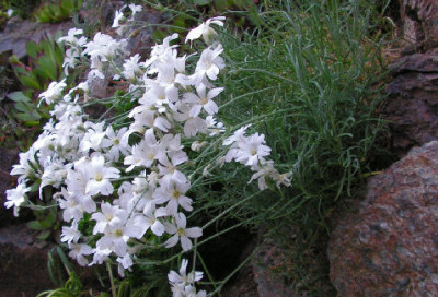 Cerastium_julicum_016.jpg