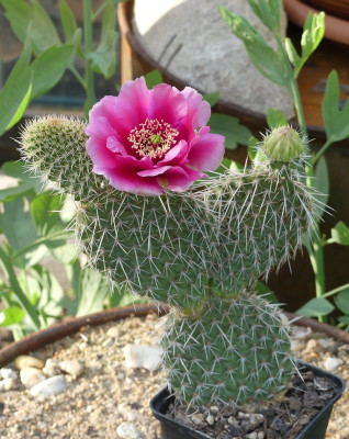 2023-06-05 Kakteen Opuntia polyacantha „Pinky Kansas Panayoti' 1.jpg