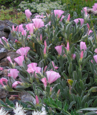 Convolvulus_lineatus_055.jpg