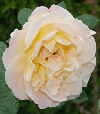 Dr._Eckener_0010__K_24501.jpg