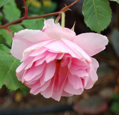 Indra_0010__N_24703.jpg