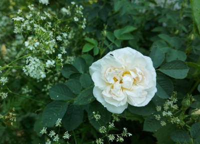 20230606_094648 Rosa alba Weidenbach.jpg