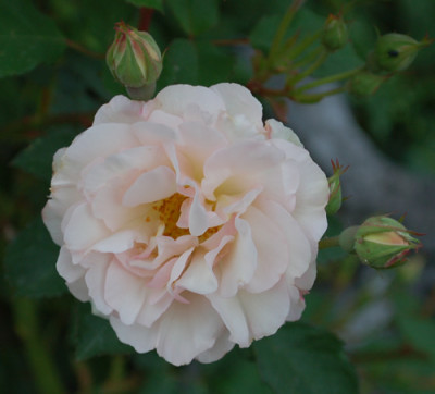 Penelope_0010__S1_24652.jpg