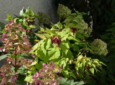 Leycesteria_formosa-GoldenLanterns.22-3.jpg