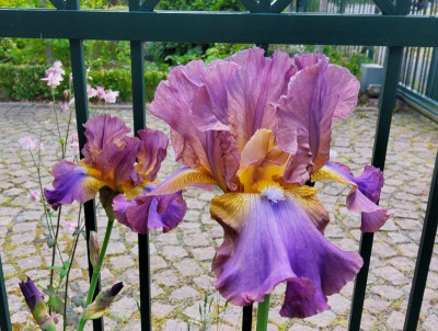 Iris Ostrogoth.jpg