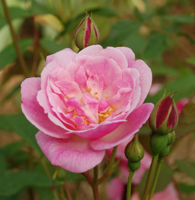 Unermudliche_0010__RH_24314.jpg