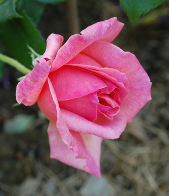 Vicomtesse_Pierre_de_Fou_0010__T1_24258.jpg
