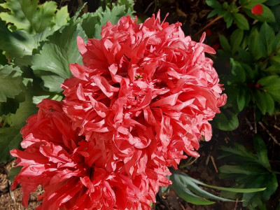 Papaver somniferum gefüllt.jpg