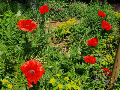 Papaver Tango & Euphorbia.jpg