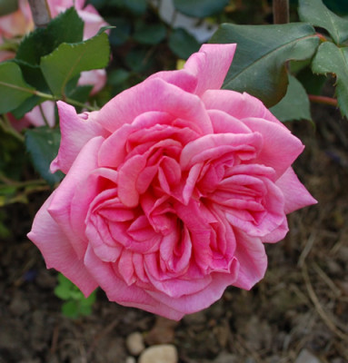 Vicomtesse_Pierre_du_Fou_0010__T1_24412.jpg