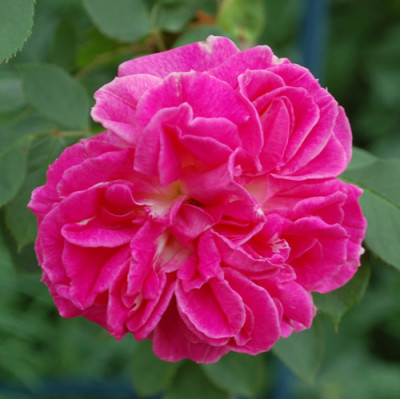 Monsieur_Rosier_0010__R_24654.jpg